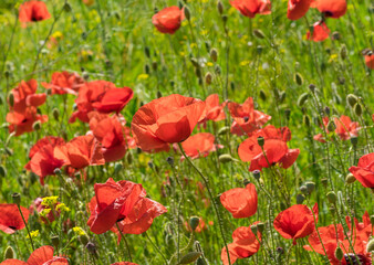 Wild field with red poppies at spring time in Ukraine