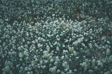 Blur or defocus Poaceae grass flower. Imperata cylindica (L.) P. Beauv, poaceae (GRAMINEAE) in the park use for background.