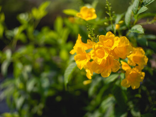Yellow flowers and green bushes at Nature park, WongThong, Pitsanulok, Thailand.