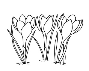 Vector ilustration of crocus, great design for any purposes. Outline flowers. Greeting minimalistic card design. Art element. Summer, spring background.