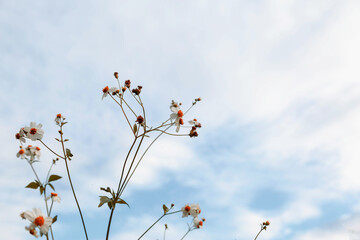 .Vintage style summer flower background