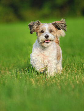 Bolonka Zwetna puppy dog runs across the meadow 