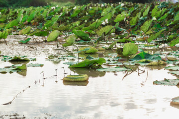 Lotus fields by the river