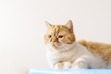 Naklejka na ściany i meble Funny adult ginger cat lies on a box isolated on a beige background and looks into the frame 