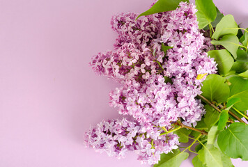 Blooming lilac branches on bright background. Studio Photo