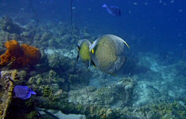 two French Angelfish in the deep blue ocean 