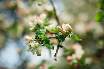 tree blossom