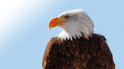 
Bald Eagle - Haliaeetus leucocephalus on blue background