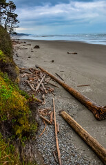 Trunks of fallen trees at low tide on the Pacific Ocean in Olympic, National Park, Washington