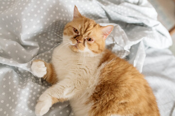A beautiful ginger white cat lies on the bed at home and rests. Funny cat portrait

