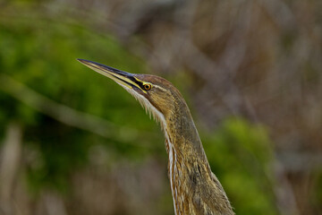 American Bittern against green and tan background.  Location is Leonabelle Turnbull Birding Center in Texas.