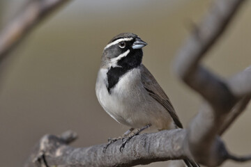 Black throated sparrow is an eye catching bird.  Location is Tucson, Arizona, in American Southwest.