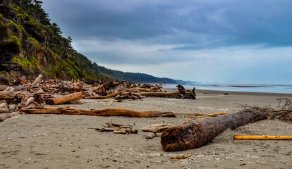 Trunks of fallen trees at low tide on the Pacific Ocean in Olympic, National Park, Washington