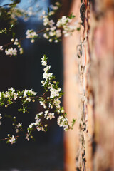 spring