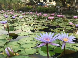 Lotus pond at Kampangpetch, Thailand.