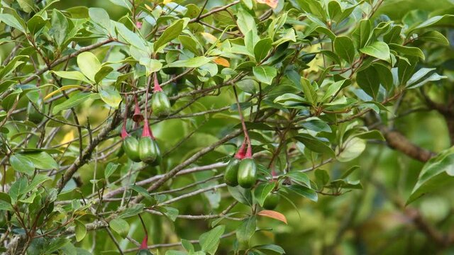 Wild avocado tree, tiny wild avocado fruit often eaten by the resplendent quetzal birds