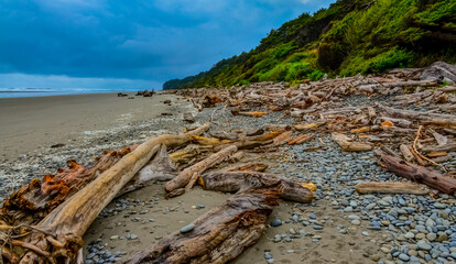 Trunks of fallen trees at low tide on the Pacific Ocean in Olympic, National Park, Washington