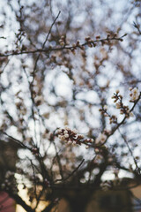 branches of a tree