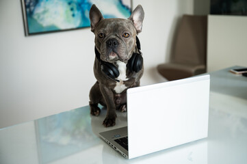 Office dog working in helpdesk and support hotline with notebook and headset
