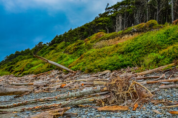 Trunks of fallen trees at low tide on the Pacific Ocean in Olympic, National Park, Washington