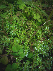 green leaves background