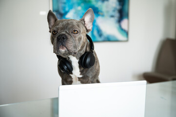 Office dog working in helpdesk and support hotline with notebook and headset