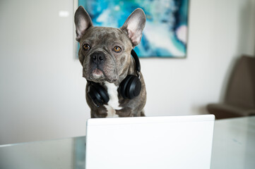 Office dog working in helpdesk and support hotline with notebook and headset