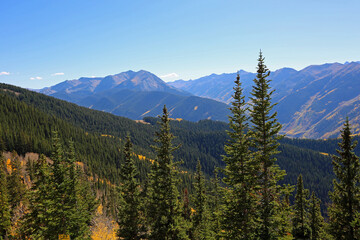 Aspen Mountain forest, Colorado