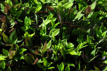 Grass Texture