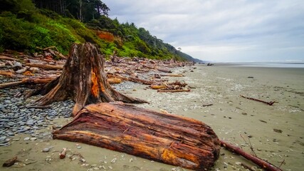 Trunks of fallen trees at low tide on the Pacific Ocean in Olympic, National Park, Washington