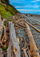 Fototapeta na wymiar Trunks of fallen trees at low tide on the Pacific Ocean in Olympic, National Park, Washington