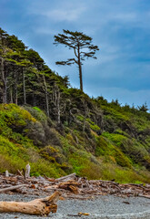 Trunks of fallen trees at low tide on the Pacific Ocean in Olympic, National Park, Washington