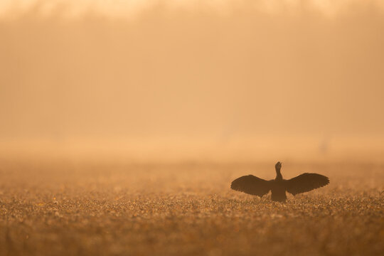 Little cormorant in misty morning