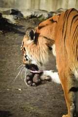 Asian tiger is cleaning his leg in zoo. He is so housebroke