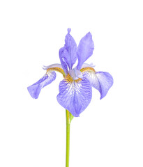 Blue fresh garden irises on bright paper background.