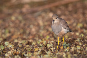 White tailed lapwing 