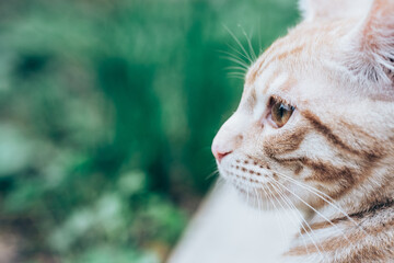 Cat's eyes