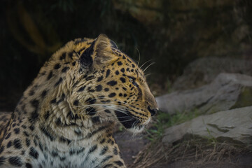 an African leopard roar leopard roar is lying in zoo. He is nervous.