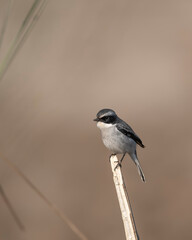 Grey bush chat ( Saxicola ferreus) 