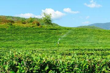 Fototapeta na wymiar tea plantation landscape, tourist attraction in Russia, Krasnodar Krai Sochi