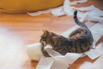 Kitten gnaws a roll of toilet paper