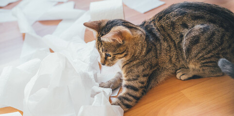 Cute cat playing with a roll of toilet paper, on a wooden background. Funny banner