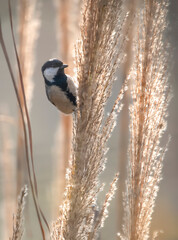 The Cinereous tit Parus cinereus feeding 