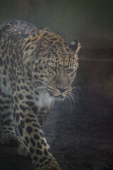 Fototapeta na wymiar an African leopard is going in a zoo. He is nervous.