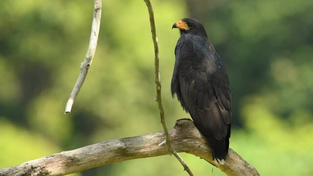 Common Black Hawk - Buteogallus anthracinus  big dark bird of prey in the family Accipitridae, formerly Cuban black-hawk - Buteogallus gundlachii as a subspecies, on the tree, eats crab and fly away.