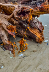 Trunks of fallen trees at low tide on the Pacific Ocean in Olympic, National Park, Washington