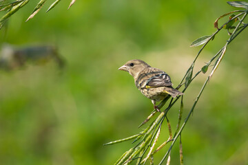 Yellow breasted greenfinch-Chloris spinoides feeding on mustard plant