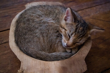 Small striped kitten sleeping in a bowl on wooden table