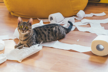 Cute cat playing with a roll of toilet paper, on a wooden background. The concept of fun and chaos