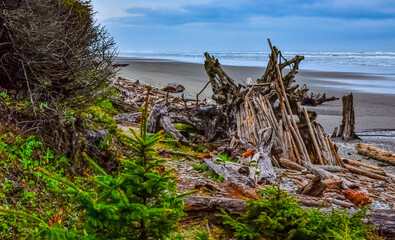 Fototapeta na wymiar Trunks of fallen trees at low tide on the Pacific Ocean in Olympic, National Park, Washington